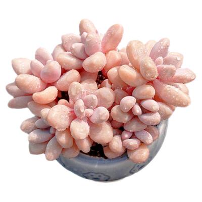 艾伦迷你可爱小杆子多肉植物