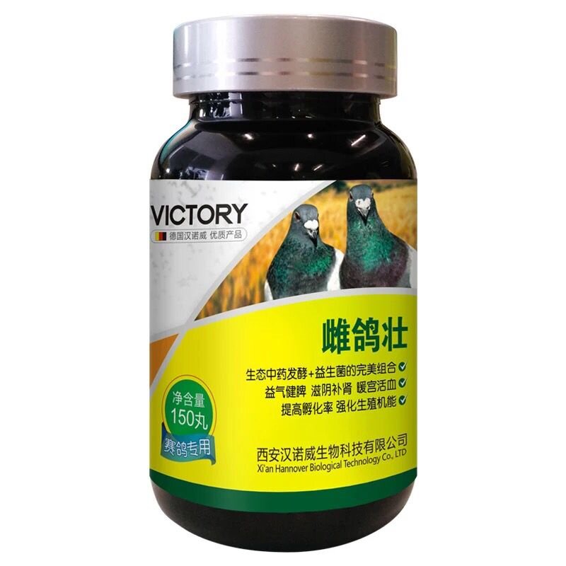 母鸽子调理不下蛋鸽子汉诺威