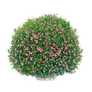 进口满天星种子 春季播四季家庭室内阳台盆栽秋季播易种 花卉花籽