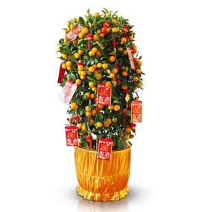 桔子树朱砂桔金桔树带果大树盆栽观果盆栽公司大门前台金橘树年桔