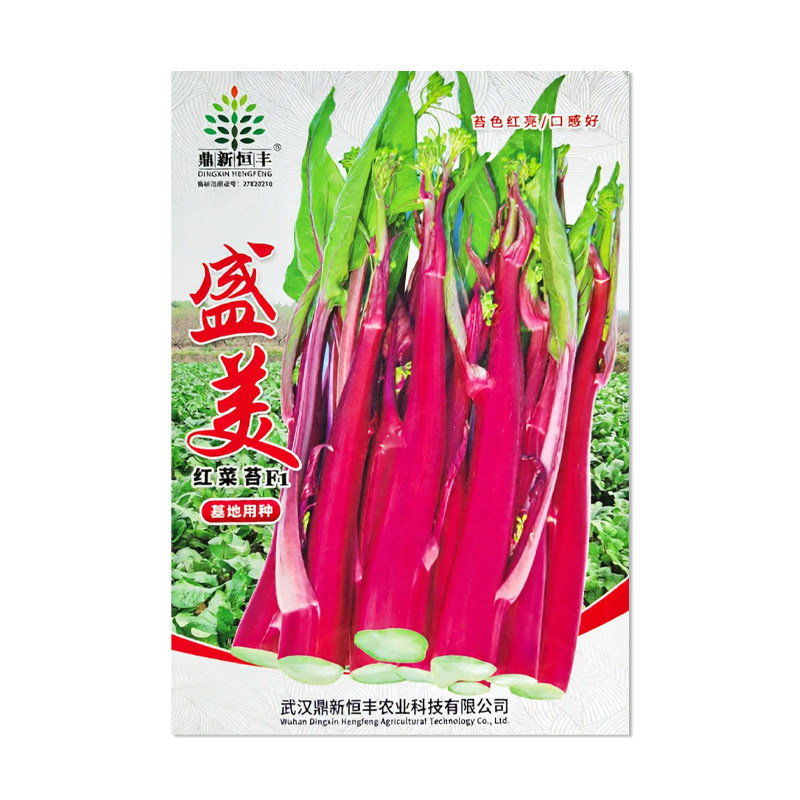 鼎新恒丰盛美红菜苔种子