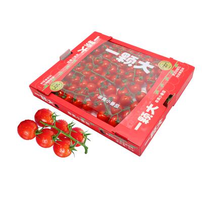 玲珑串串收樱桃小番茄一颗大