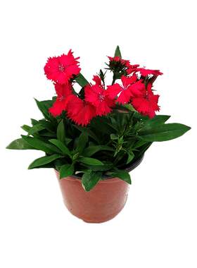 石竹花耐寒草本庭院芳香花卉易活