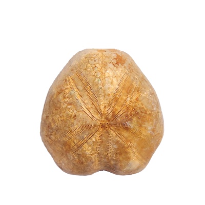 天然化石头标本棘皮动物
