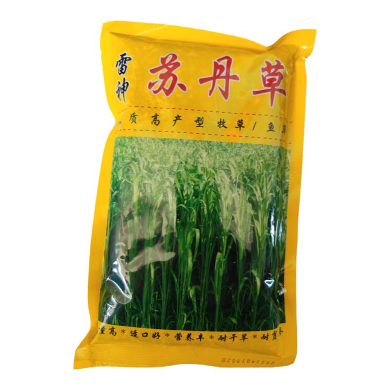 进口苏丹草种子优质阔叶高丹鹅渔