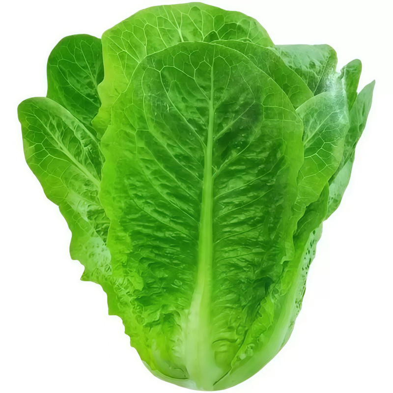 孔雀菜四季播不生虫不打药生菜