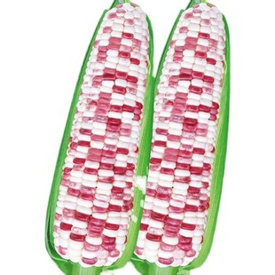 甜香软糯花玉米种子非转基因彩甜糯玉米粘大苞谷种籽农家田园蔬菜