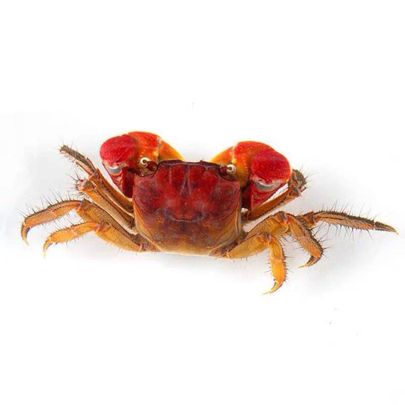 包邮迷你辣椒蟹深水蟹观赏蟹恶魔蟹豹点蟹相手蟹蝴蝶蟹淡水螃蟹