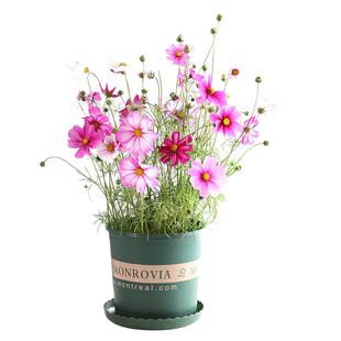 格桑花花种籽子多季播种开花波斯菊庭院花卉种子七彩野花组合花籽