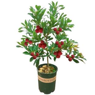 嫁接杨梅树苗正宗黑炭东魁杨梅苗树盆栽南方地栽当年结果特大杯苗