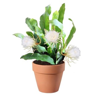 印尼小叶昙花印尼小叶昙花四季开花昙花一现浓香型原盆原土家庭