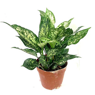 翡翠皇后万年青盆栽花叶蝴蝶室内办公桌面易养护绿植耐旱观叶植物