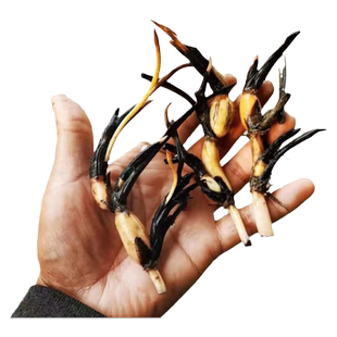 微型碗莲种藕小荷花苗根茎不带花苞迷你荷花四季开花室内外花卉