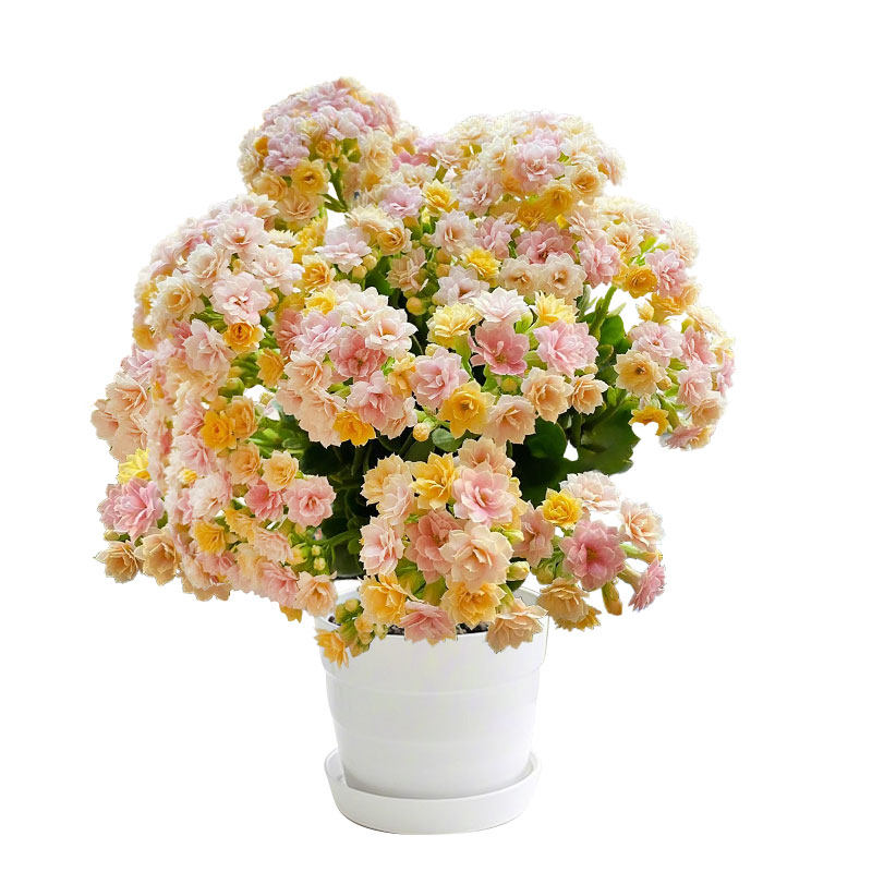 长寿花盆栽重瓣变色龙四季好养大花带花苞花苗室内花卉绿植物花期