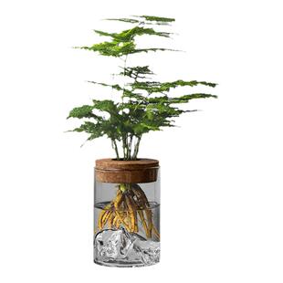 文竹水培植物盆栽办公室桌面绿植玻璃瓶摆件室内绿萝花卉懒人好养