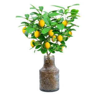 水培植物绿植室内盆栽秋冬好养香水柠檬树花卉盆景金桔树带果水养