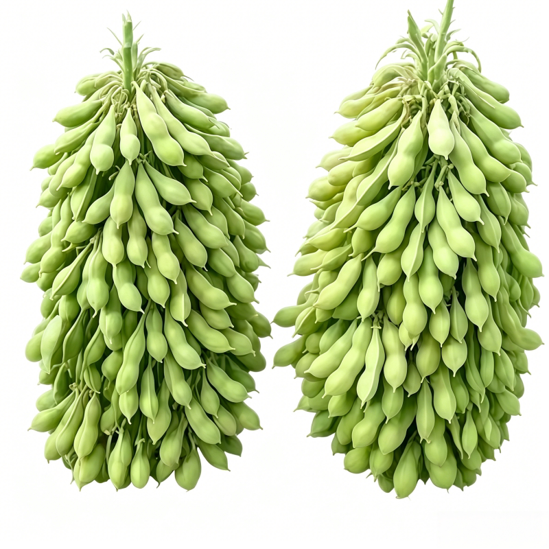 早熟高产抗病毛豆种子