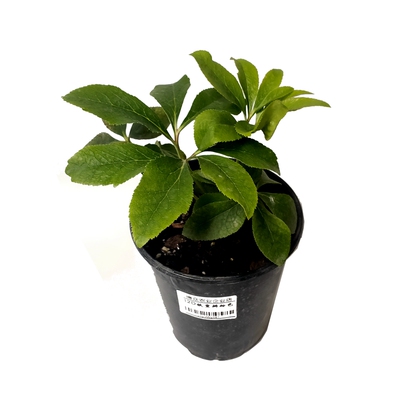 农业重瓣玫瑰进口多年生铁筷子