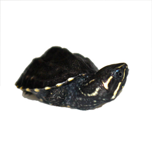 疯狂的龟 外塘冷水麝香龟苗入门蛋龟深水龟小乌龟活体物公母麝香