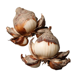 【矮壮品种】漳州黄金水仙花种球室内水养盆栽冬季花卉土培水仙球