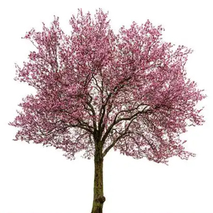 庭院观赏桃花红叶碧桃树苗紫叶碧桃苗工程绿化苗紫叶桃别墅风景树