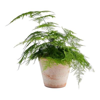 文竹盆栽大苗带盆带土