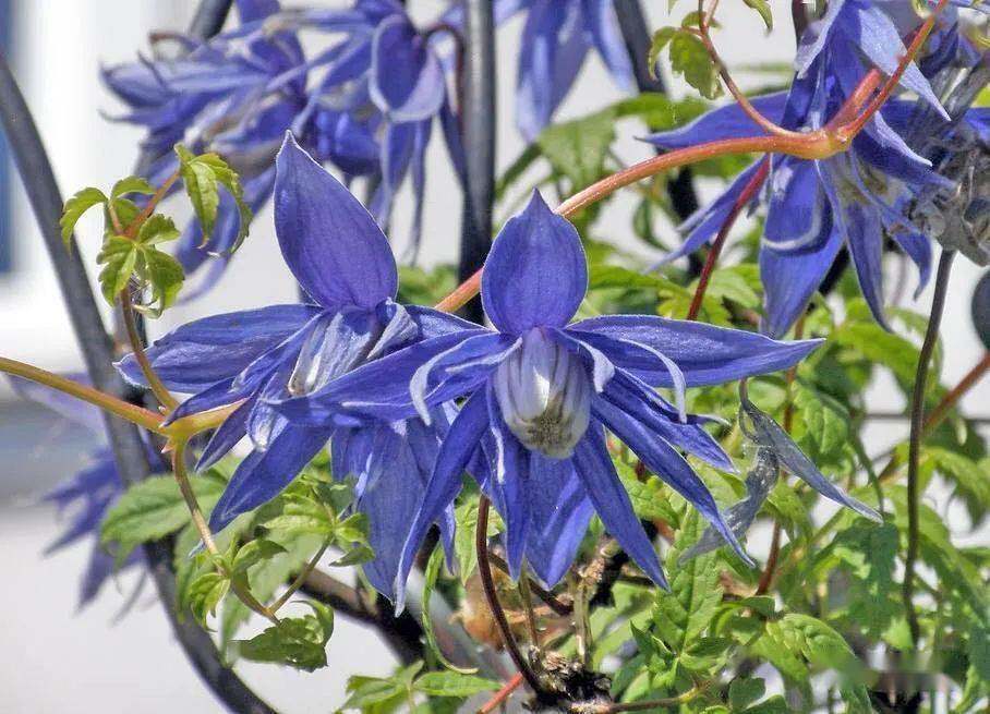 长瓣铁线莲梅尔维尔塞西尔粉色秋千粉红玛卡珍妮拉古紫梦柠檬之梦