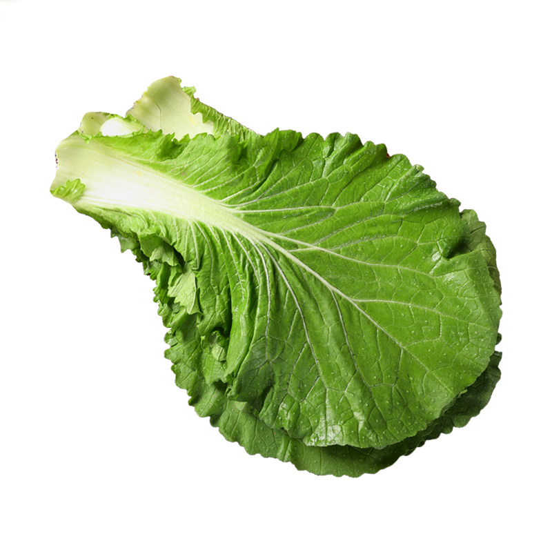 东北新鲜白菜叶20叶饭包蘸酱菜