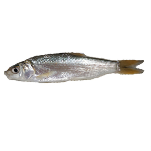 黄尾鱼苗红尾鱼苗青梢鱼苗黄尾密鲴苗黄姑子黄尾巴淡水鱼打氧喂食