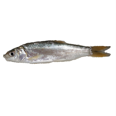 黄尾鱼鲴鱼苗淡水红尾苗青尾苗