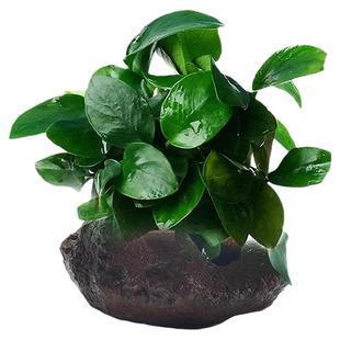 水草鱼缸专用造景摆件水培植物和鱼共养制氧净化水质蜈蚣草套餐