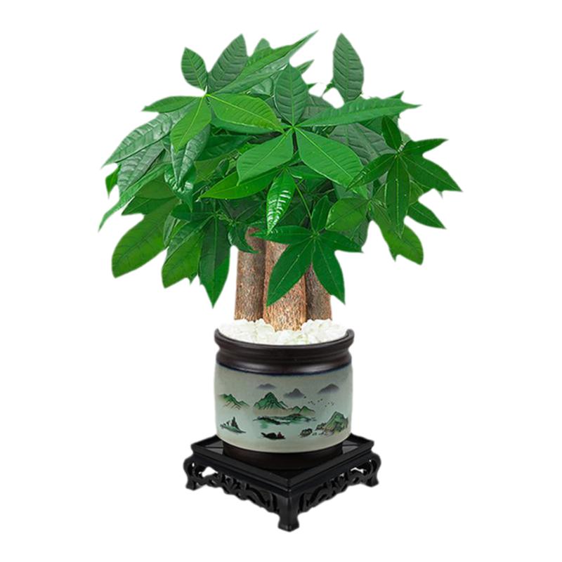 发财树小盆栽室内植物