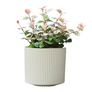 花盆陶瓷亚光北欧简约花盆大号带托盘桌面吊兰多肉蝴蝶兰绿植盆栽