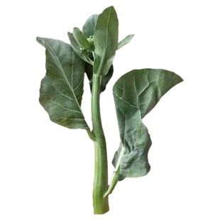 潮汕自家种植小芥兰现摘现发花苔芥蓝菜新鲜当季绿色农家中花芥兰