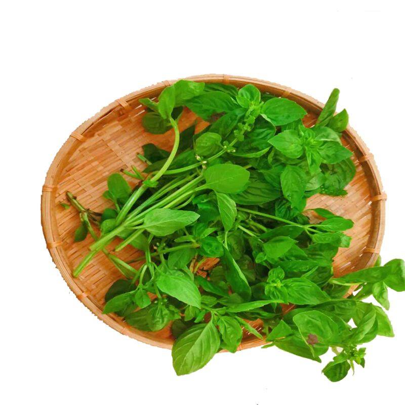 新鲜甜罗勒叶食用披萨草调味调料泰式香料菜青酱食材非九层塔蔬菜