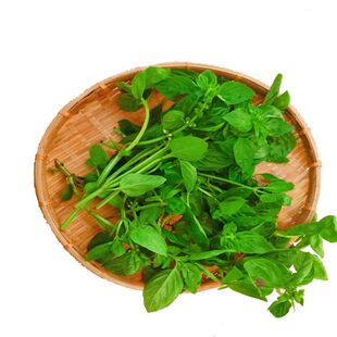 新鲜甜罗勒叶食用披萨草调味调料泰式香料菜青酱食材非九层塔蔬菜