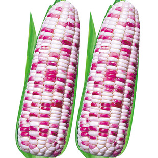 彩甜糯玉米种子大全甜糯黏玉米种籽孑花糯东北糯米粘香甜软糯超甜