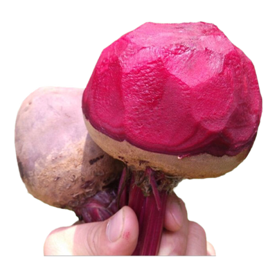 2026新鲜甜菜根5斤益顺康新鲜现挖甜菜紫菜头红菜头甜菜农家蔬菜