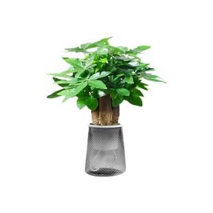 发财树小盆栽摆件办公室绿萝箩绿植花卉水培植物室内花文竹富贵竹
