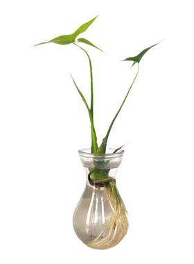 水生植物慈姑苗种苗茨菇种球