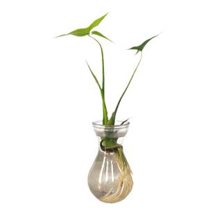 水生植物慈姑苗种苗茨菇种球 慈菇水培 茨菰水草沼泽过滤净化水质