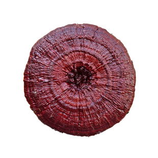 35-60cm侗乡深山半野生大灵芝摆件赤灵芝特大观赏灵芝整朵红灵芝