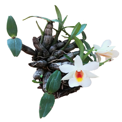 袖珍喉红苗造景点睛植物开花漂亮