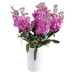 紫罗兰鲜花真花云南直发客厅装饰送礼物送女朋友礼物家庭水养插花