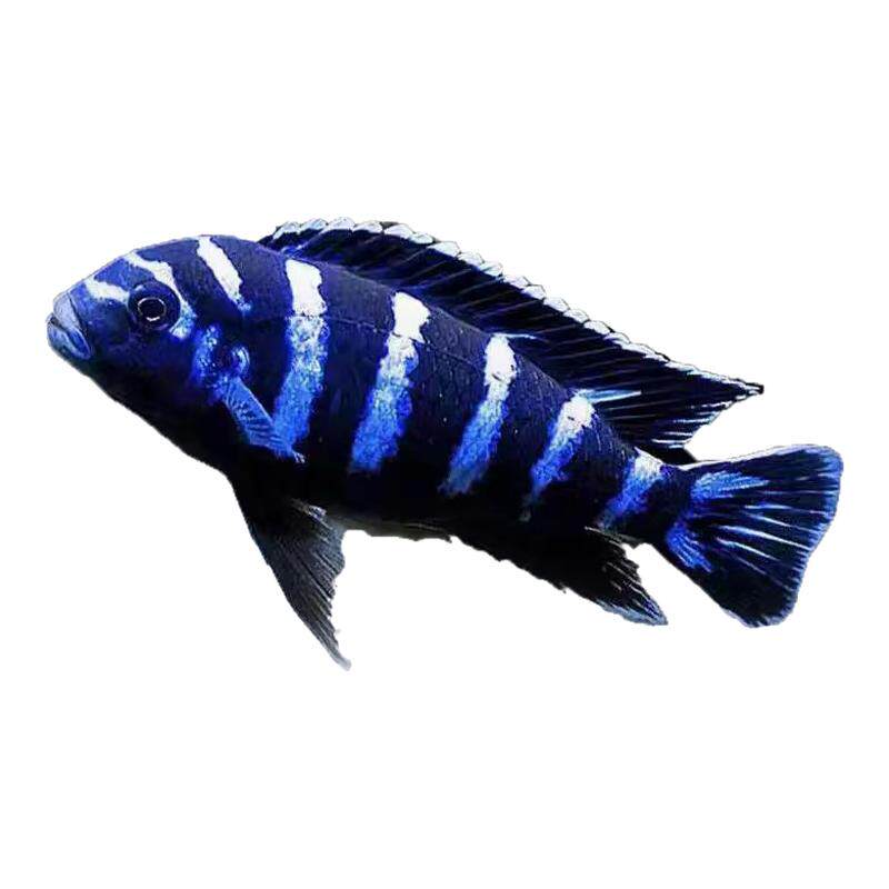 三湖慈鲷热带观赏鱼水族活体鱼缸