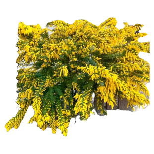 银叶金合欢树苗盆地栽别墅庭院门前风景大树绿化苗木耐寒花卉植物