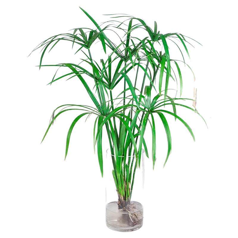 100株挺水植物水竹水棕竹风车草水生水培植物旱伞草黄菖蒲再力花