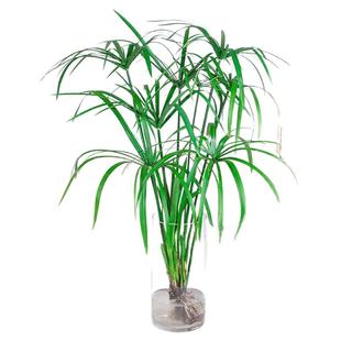 100株挺水植物水竹水棕竹风车草水生水培植物旱伞草黄菖蒲再力花