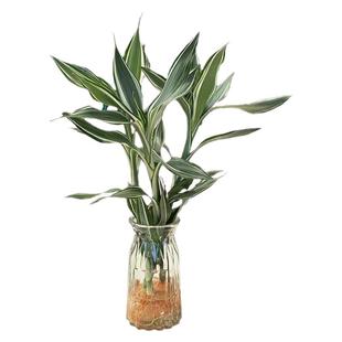 花叶女王竹富贵竹水培桌面绿植室内盆栽花叶四季好养土培水培