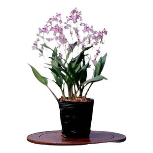 翁源兰花精品泼墨香水石斛兰紫云带花咖啡花期长好养桌面花卉盆栽